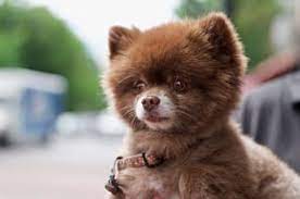 By alinposted on 18 februarie 2015. Rase De Caini Care RÄƒman Mici Perfecte Pentru Apartament Life Ro