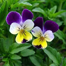 Johnny Jump Up Johnny Jump Up Pansies Flowers Pansies