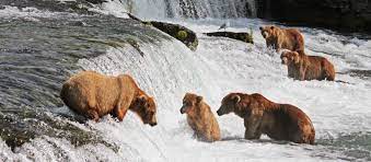 You can not drive to katmai, brooks camp, or king salmon from anchorage, alaska. Barenbeobachtung Im Katmai National Park Erleben Canusa