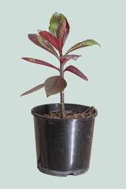 Image result for Euphorbia grantii