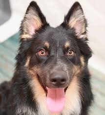 In compliance with tennessee law, all applications are subject to public disclosure. Nashville Macc Observes Cheer Up The Lonely Day All Adoption Fees Waived July 11 July 14