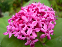 Image result for Clerodendrum abilioi