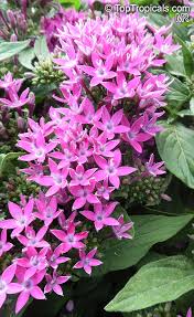 Image result for Pentas lanceolata