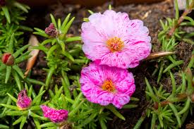 Image result for Portulaca