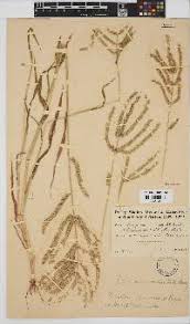 Image result for Acrachne