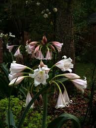 Image result for Crinum lugardiae