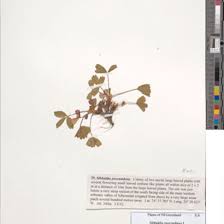 Image result for Celtis zenkeri