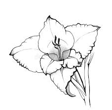 Maybe you would like to learn more about one of these? Gladiolus Flower Illustration Isolated On White Hand Drawing Stock Illustration Illustration Of Botanic Gladiolus 99906072