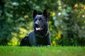 We did not find results for: 7 Things You Didn T Know About The Black German Shepherd Animalso