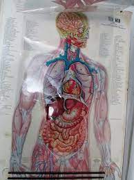 Each chart is beautifully illustrated in full color and labeled with the most current terminology and accompanied by supporting text. Vtg Thin Man Anatomy Chart With Overlays Scientific Medical Wall Art Education 1816926804