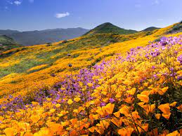 Occasionally a summer shower will wash the foliage off. Southern California Will Soon See Another Booming Superbloom Smart News Smithsonian Magazine