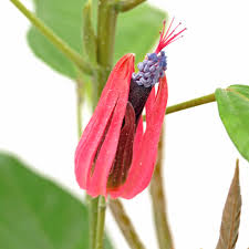 Image result for Pavonia