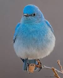 Bird With Colorful Feathers Name Beautiful Mountain Bluebirds Perfectly Live Up To Their Name In 2020 Blue Bird Colorful Birds Painted Bunting