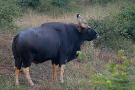 Indian Gaur Endangered Wild Cattle Walk The Wilderness Rare Animals Endangered Wildlife Endangered Species