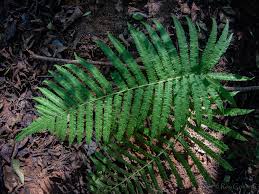 Image result for Christella hispidula