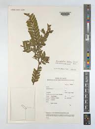 Image result for Anisophyllea