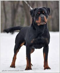 Free puppies and puppies for adoption on here come from world reknown breeders that are looking for homes that would adopt these puppies for free, be blue french bulldog puppies for adoption we are proud to announce our stunning litter of blue french bulldog puppies are not to be missed. Rottweiler Puppies For Sale In Chennai Zoe Fans Blog Rottweiler Puppies For Sale Rottweiler Puppies Rottweiler Pictures