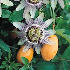 Image result for Passiflora caerulea