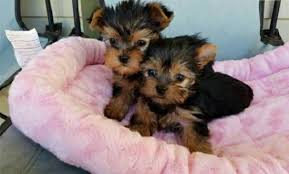 These precious pups are very small, affectionate and. Adorable Yourkie Puppies Posts Facebook