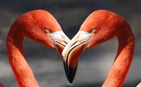 Download the perfect flamingo pictures. Flamingo Breeder Floating 15 Kg Flamingo Futter Kasper Faunafood Alpakafutter Com