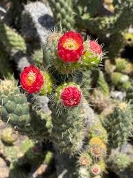 Image result for Austrocylindropuntia