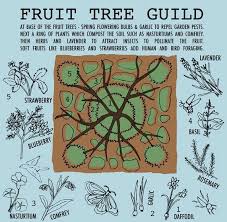 Food Forests Plant Guilds In Permaculture Design Family Food Garden Food Forest Garden Permaculture Gardening Permaculture