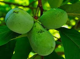 Shade trees and evergreens enhance your garden in summer and winter. Best Shade Tolerant Fruits And How To Grow Them In The Shade