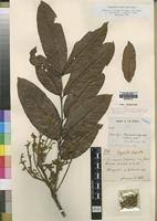 Image result for Aporrhiza