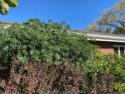 Image result for Manihot grahamii