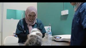 Kubah masjid terbesar di dunia: Welcome To Klinik Veterinar Dr Hawa Youtube