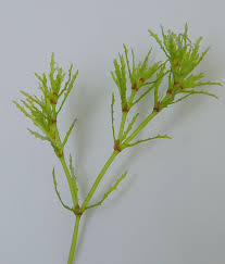 Image result for Najas