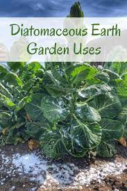 To these insects, diatomaceous earth is a lethal dust with microscopic sharp edges that cut through their protective covering and dries them out. Simple Effective Diatomaceous Earth Garden Uses