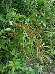 Image result for Cyperus ruwenzoriensis