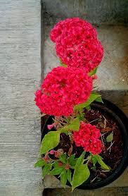 Celosia Cristata L Beautiful Flowers Cat Safe Plants Flowers