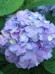 Image result for Hydrangea