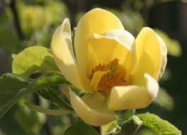 Yellow Magnolia Yellow Magnolia Magnolia Gardens Magnolia