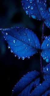 Light blue aesthetic blue aesthetic pastel aesthetic colors aesthetic collage aesthetic photo aesthetic pictures blue aesthetic tumblr summer aesthetic blue wallpaper iphone. Aesthetic Wallpapers Light Blue Flowers Novocom Top