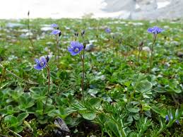 Image result for Veronica abyssinica