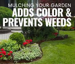 Is it ok to leave these weeds in a bed for several weeks until it is dried then use as compost or mulch. Which Mulch Is Best To Prevent Weeds Mulch America