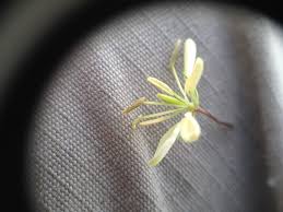 Image result for Cleome aculeata