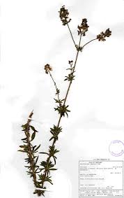 Image result for Syncolostemon