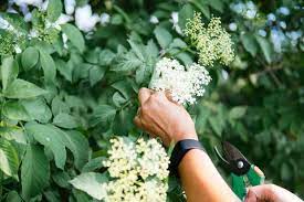 There are many florists out there, in my view, who really. Elderflower Guide Foraging Harvesting Drinking And Eating
