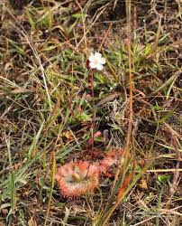 Image result for Sopubia lanata