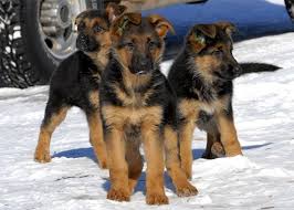 The guidelines for how a breed should look, health testing, etc) and acts as experts on their breeds for education of. German Shepherd Puppies For Sale In Michigan Petswall
