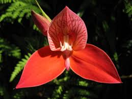Image result for Disa stairsii