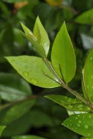Image result for Myrtus communis