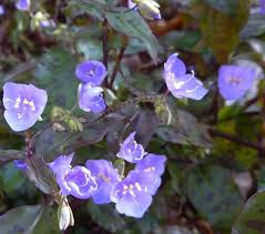 Image result for Tinnea galpinii