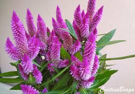 Celosia Celosia Intenz Flores E Folhagens Em 2020 Folhagem Identificacao De Plantas Perenes