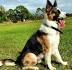 Panda German Shepherds - Wikipedia