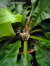 Image result for Palisota